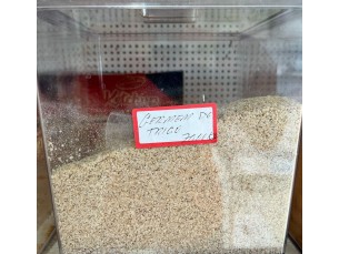 Germe de trigo 