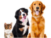 Pet shop